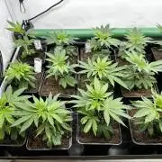 Goji Biker Pheno Hunt LS Run #1