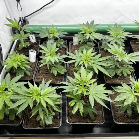 Goji Biker Pheno Hunt LS Run #1