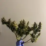 Elevated Grow
