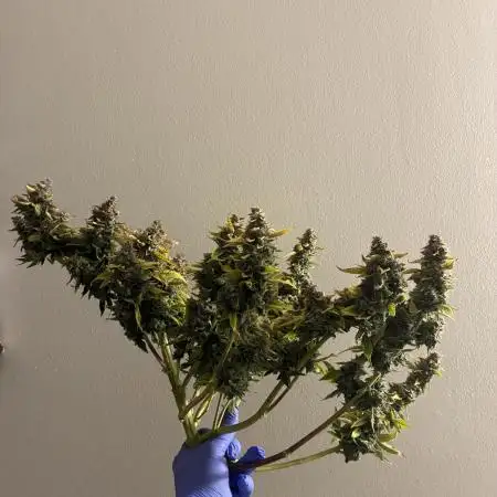 Elevated Grow