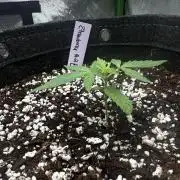 Second grow