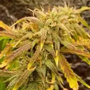 Gorilla glue