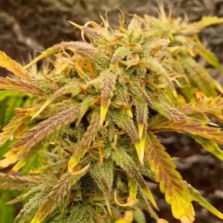 Gorilla glue