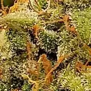 Hunch punch auto