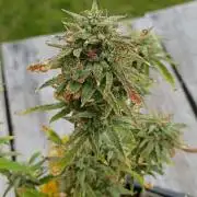 Gorilla glue
