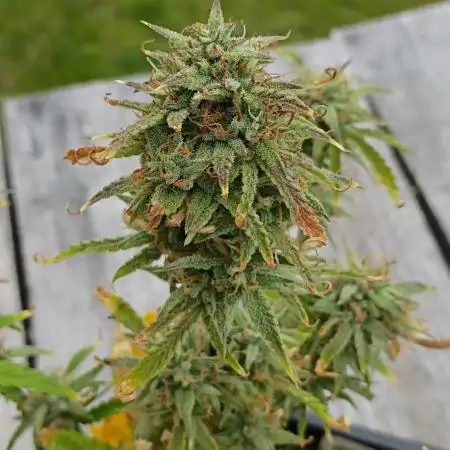 Gorilla glue