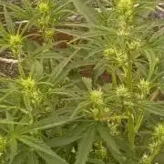 CHRISTOPHER F DEMENT