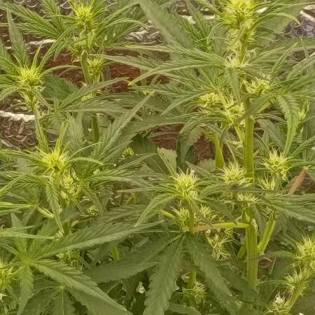 CHRISTOPHER F DEMENT