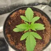 Apple Fritter