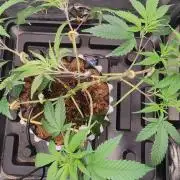 Apple Fritter