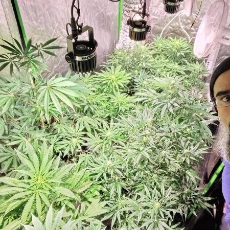 CULTIVO 2026 FEMINIZADAS