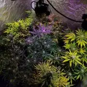 CULTIVO 2026 AUTO