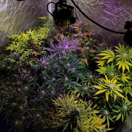 CULTIVO 2026 AUTO