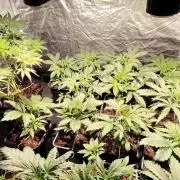 CULTIVO 2026 AUTO
