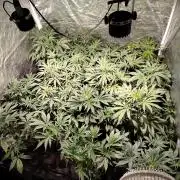 CULTIVO 2026 AUTO