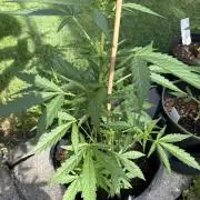 First Grow