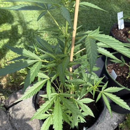 First Grow