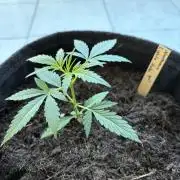 First Grow