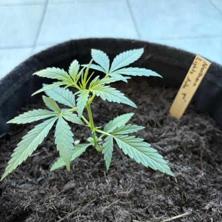 First Grow