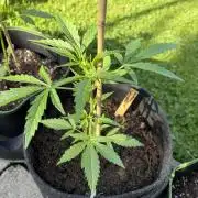 First Grow