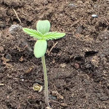 1st grow