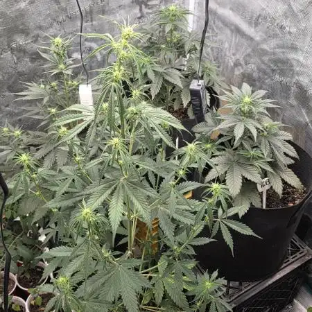 1st grow
