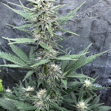 1st grow