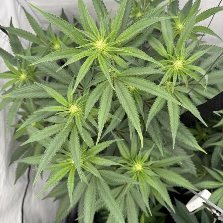 Elite Clone Test Grow 2026