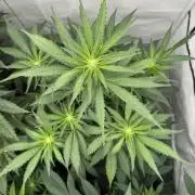 MAC1 | Clone Test 2026
