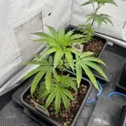 Elite Clone Test Grow 2026