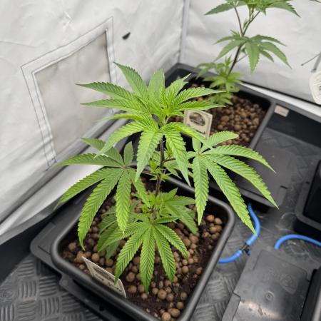 Elite Clone Test Grow 2026