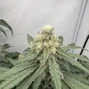 MAC1 | Clone Test 2026