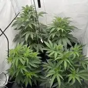Elite Clone Test Grow 2026