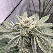 Cap Junky | Clone Test 2026