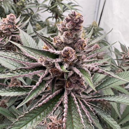 Super Buff Cherry #26 | Clone Test 2026