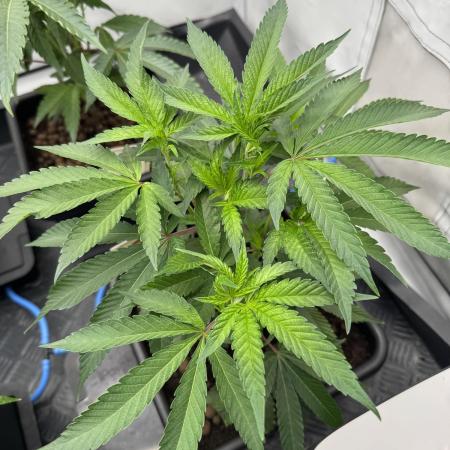 Elite Clone Test Grow 2026