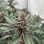 Elite Clone Test Grow 2026