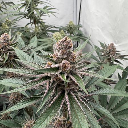 Elite Clone Test Grow 2026