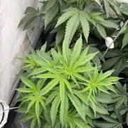 Cap Junky | Clone Test 2026