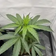 MAC1 | Clone Test 2026