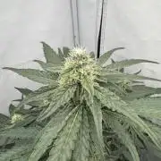 MAC1 | Clone Test 2026