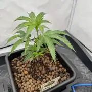 MAC1 | Clone Test 2026