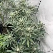 Elite Clone Test Grow 2026