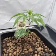 MAC1 | Clone Test 2026