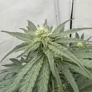 MAC1 | Clone Test 2026