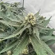 Super Buff Cherry #26 | Clone Test 2026