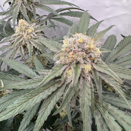 MAC1 | Clone Test 2026