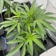 Super Buff Cherry #26 | Clone Test 2026