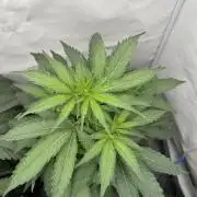 MAC1 | Clone Test 2026