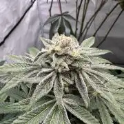 Cap Junky | Clone Test 2026